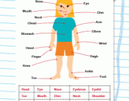 A到z的身体部位 Theschoolrun A到z的身体部位 Theschoolrun